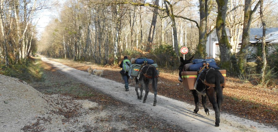 Train de mules.jpg